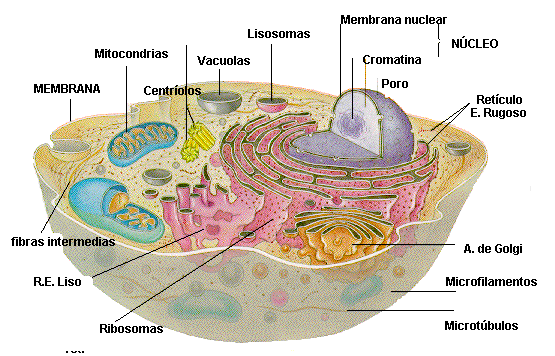 Célula