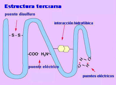 Proteínas, estructura terciaria